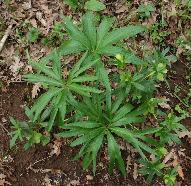Helleborus viridis